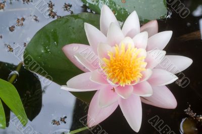 pink waterlily candidissima rosea