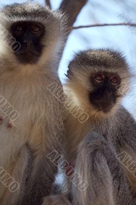 vervet monkey