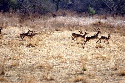 impala springbok antelope
