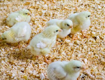 Baby chicken