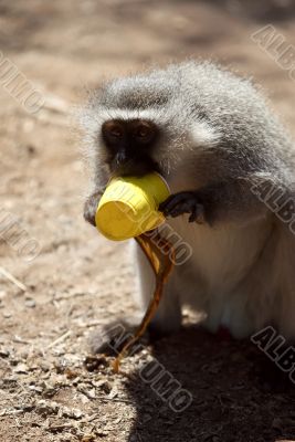vervet monkey
