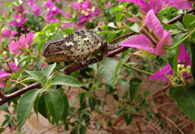 Chameleon