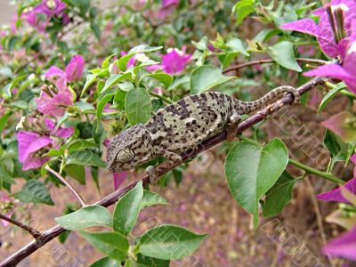 Chameleon