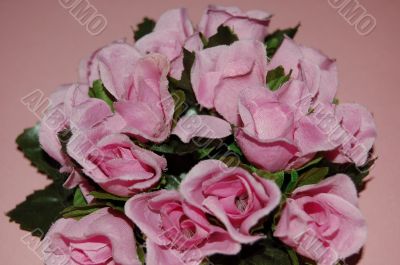the pink roses