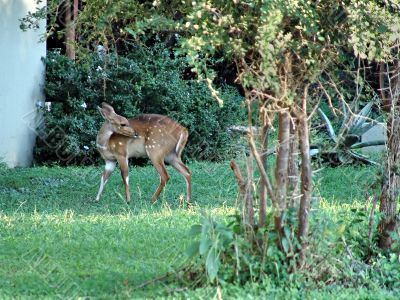 Baby deer