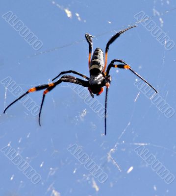 Spider