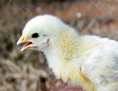 Baby chicken