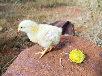 Baby chicken