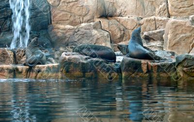 seals