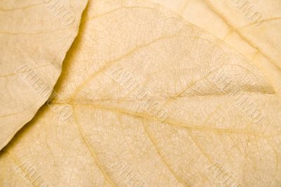 Dry Leaves Background