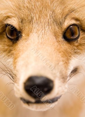 Stuffed Fox - Close View