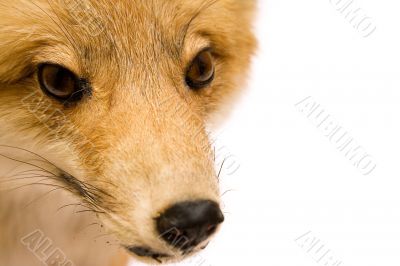 Fox - Close View