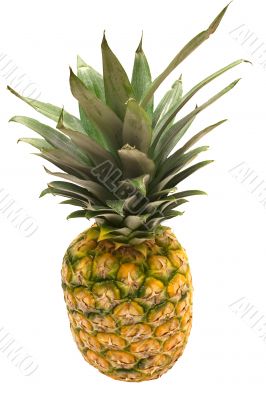 Pineapple w/ Path - Top View