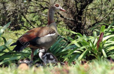 Goose family