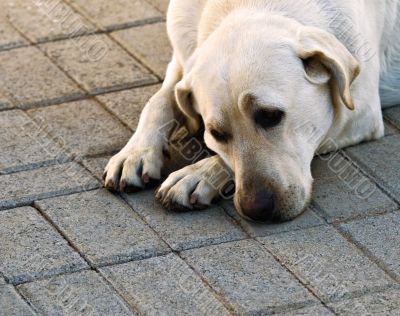 dog labrador