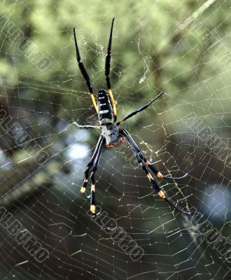 Spider