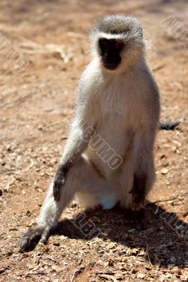 vervet monkey