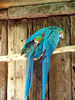 Parrots