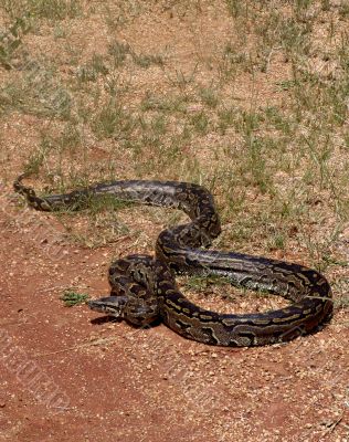 Python