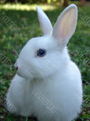 Easter rabbit