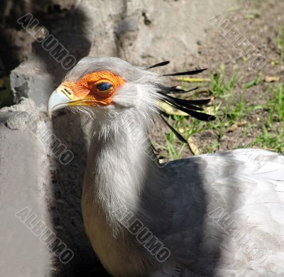 secretary bird
