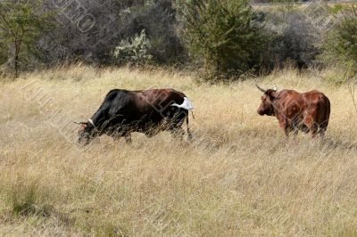 cattle