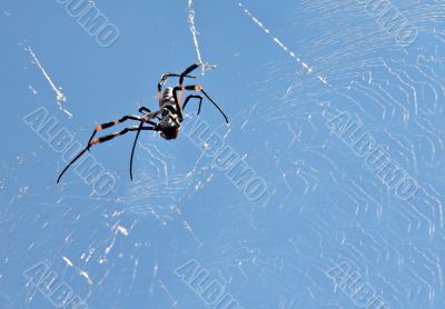 Spider
