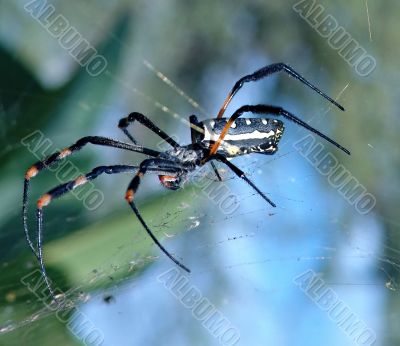 Spider
