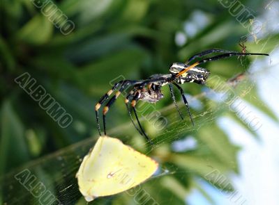 Spider