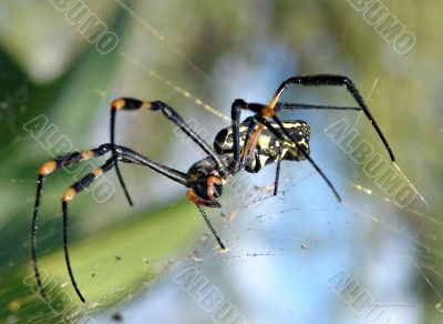 Spider