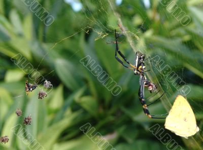 Spider