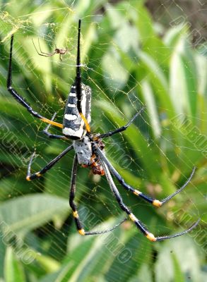 Spider