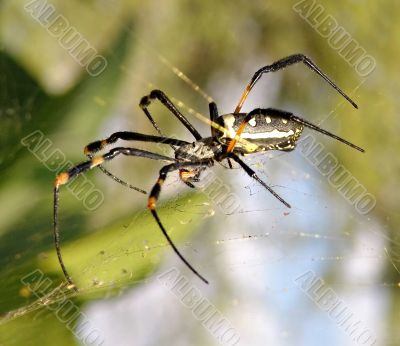 Spider
