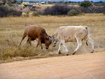 Bull fight