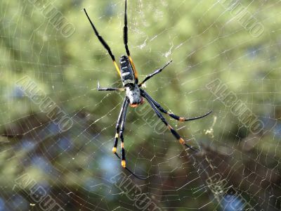 Spider