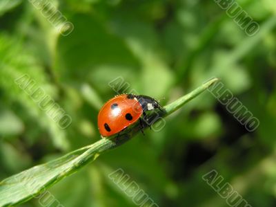 ladybug ready to fly