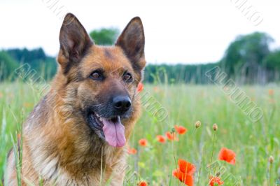 Germany sheepdog portrait