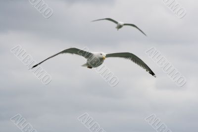 two gulls in the storm sky