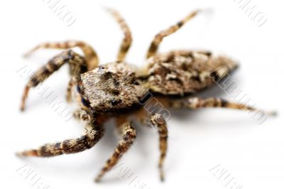 Crawling Spider - Top View