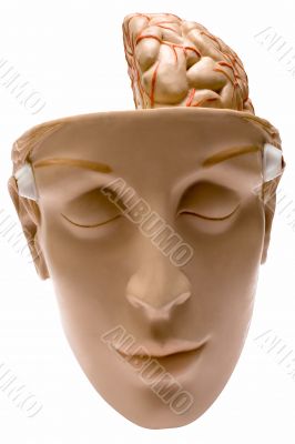 Human Brain w/ Path - Front View