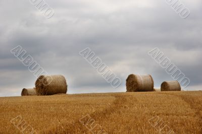 Hay bails in field 1