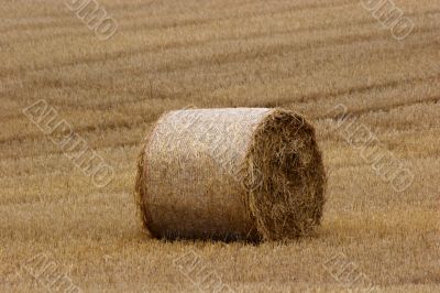 Hay bails in field 2