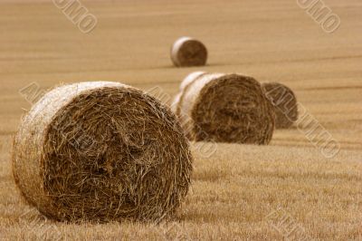 Hay bails in field 3