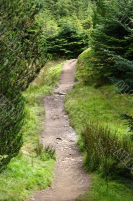 Walkway through forest in scotland