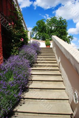 Flower garden leading up staircase