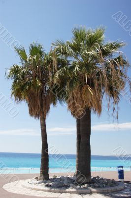 Palm trees in Nice