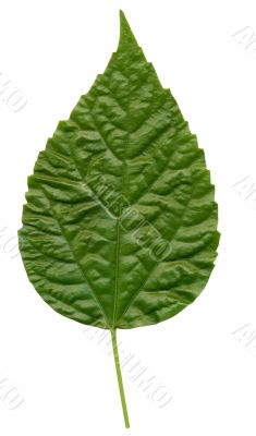 green leaf
