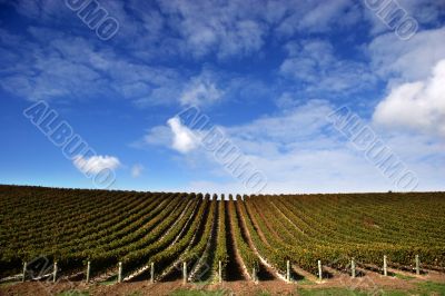 Vineyard - Landscape