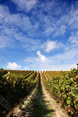 Grape vines and blue sky