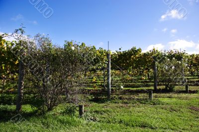 Rows of grapes